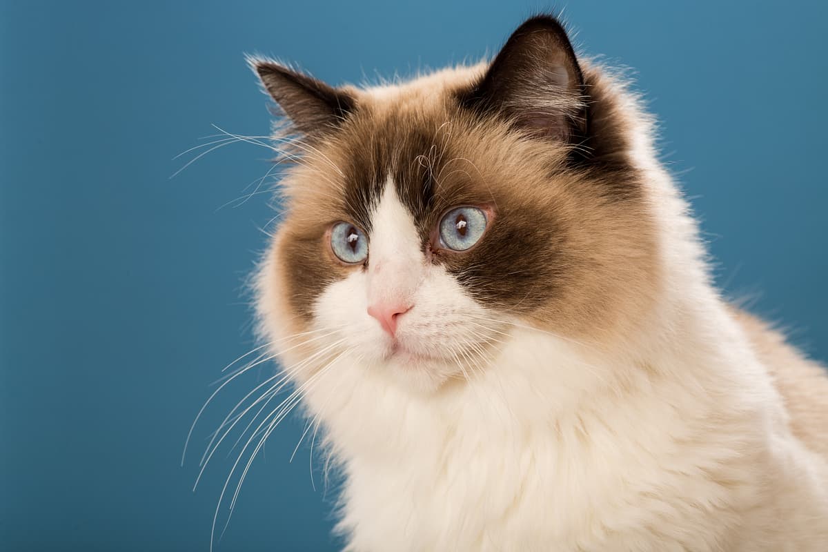 Ragdoll