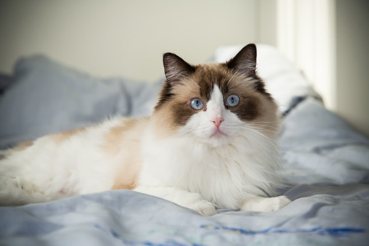 Ragdoll playing