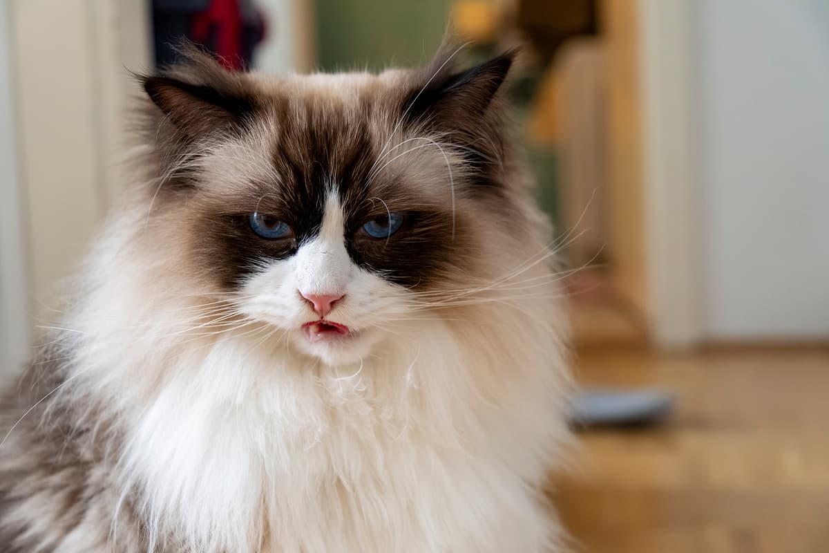 Ragdoll with family