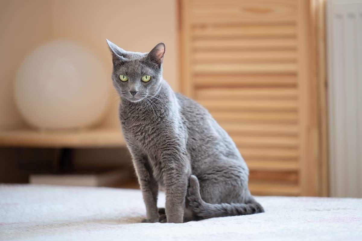 Russian Blue