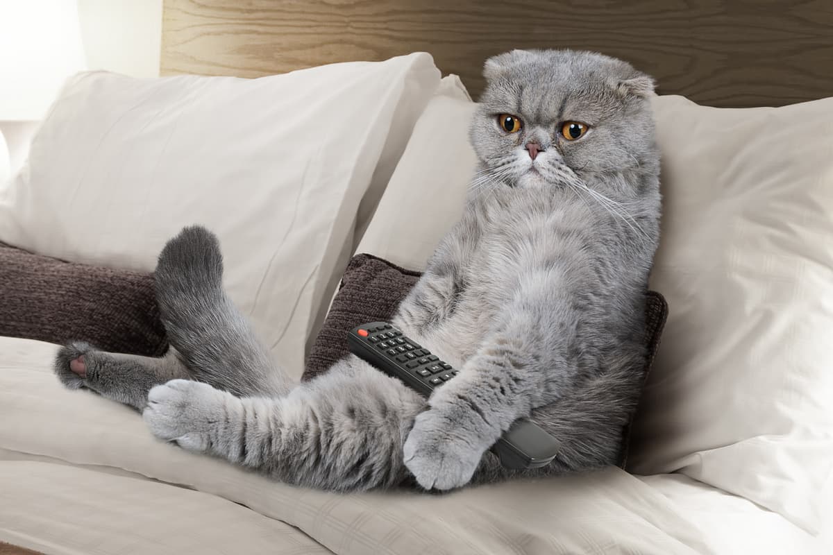 Scottish Fold playing