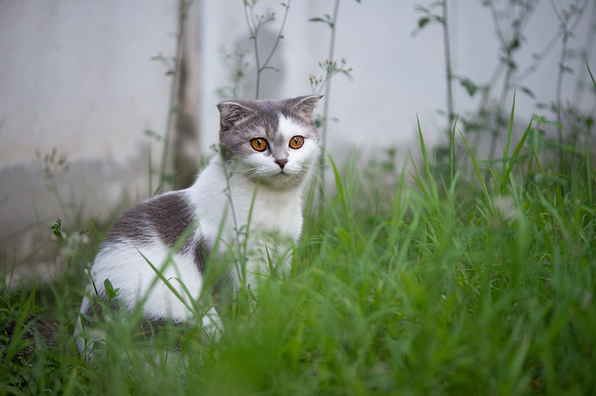Scottish Fold