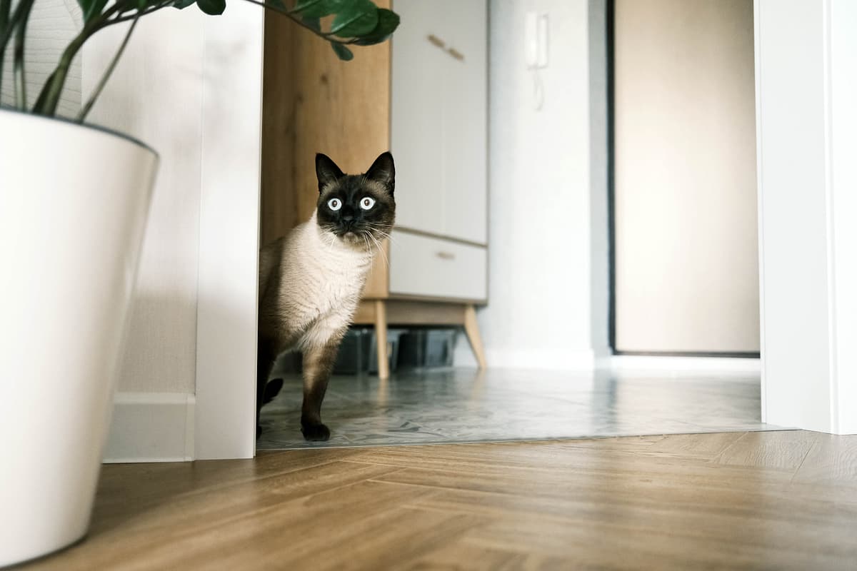 Siamese