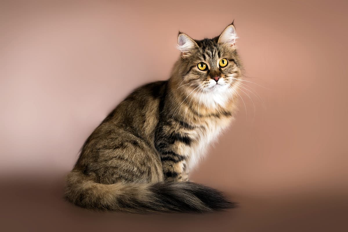 Siberische Kat with family