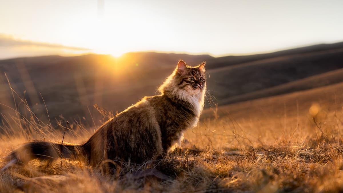 Siberische Kat