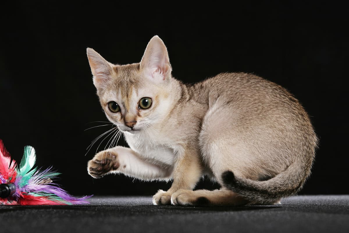Singapura playing