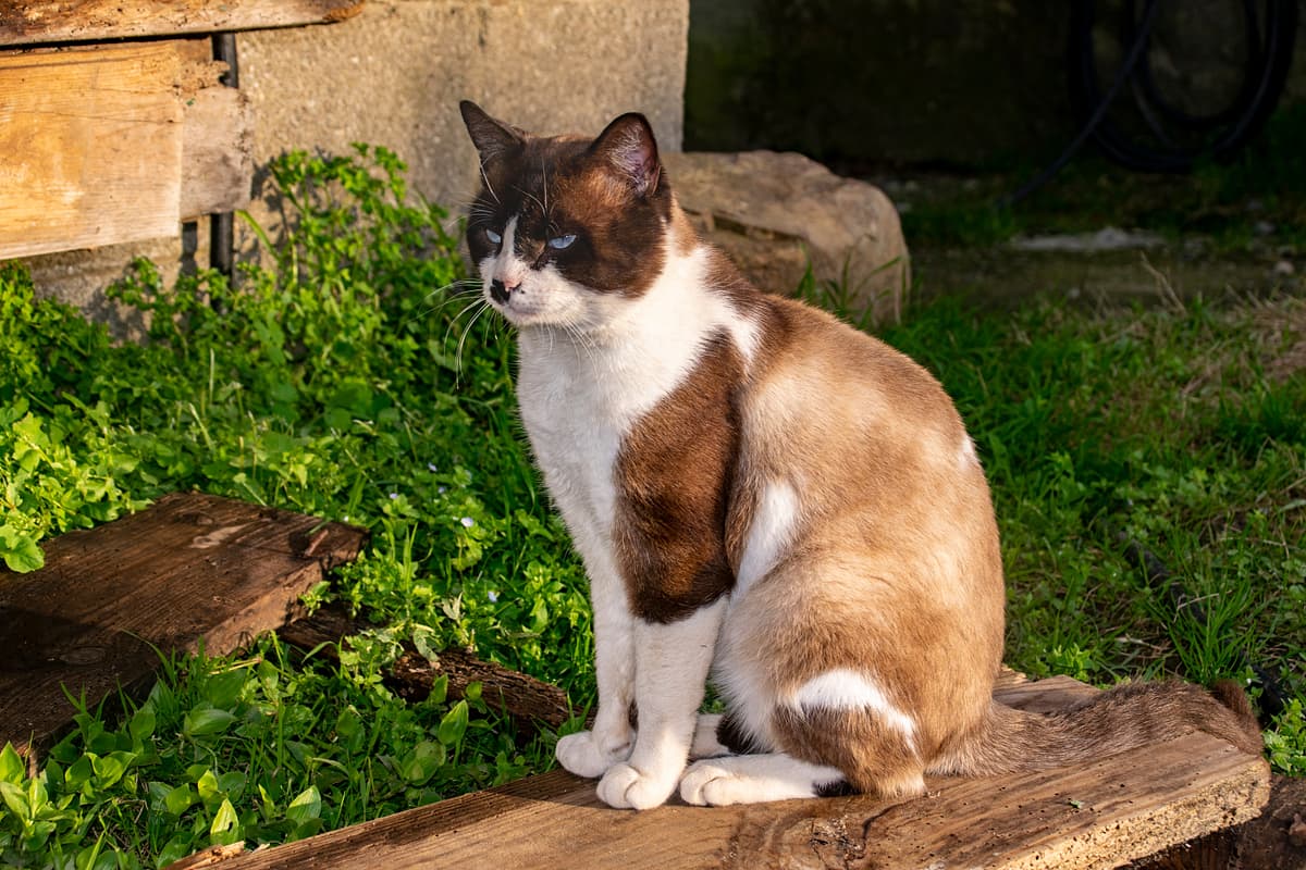 Snowshoe