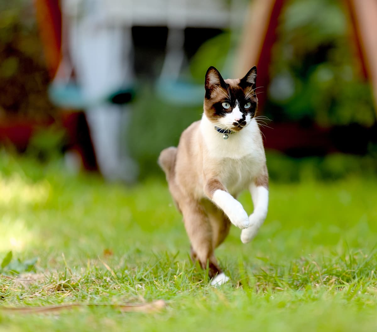 Snowshoe