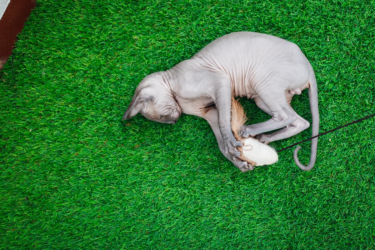 Sphynx