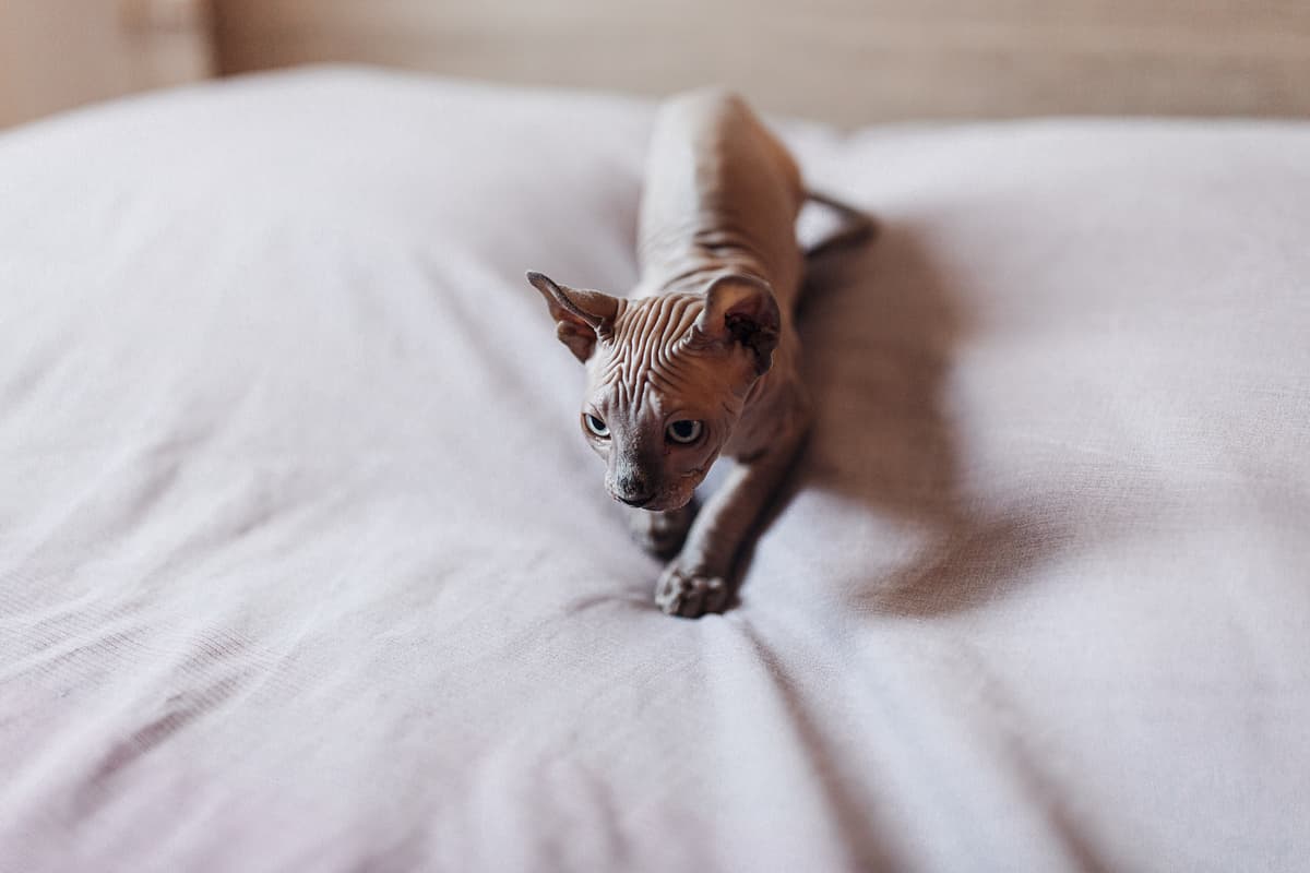 Sphynx playing