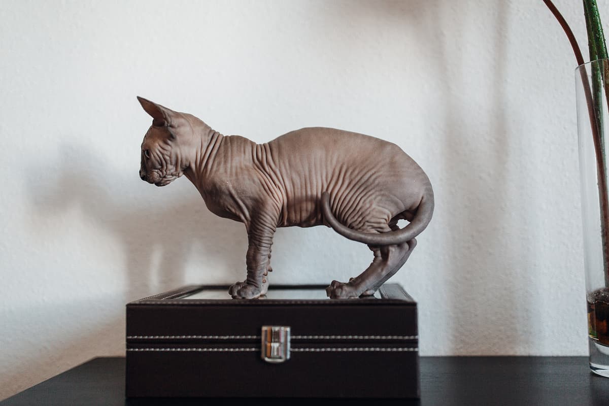 Sphynx with family