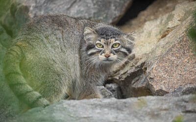 Tibetaan