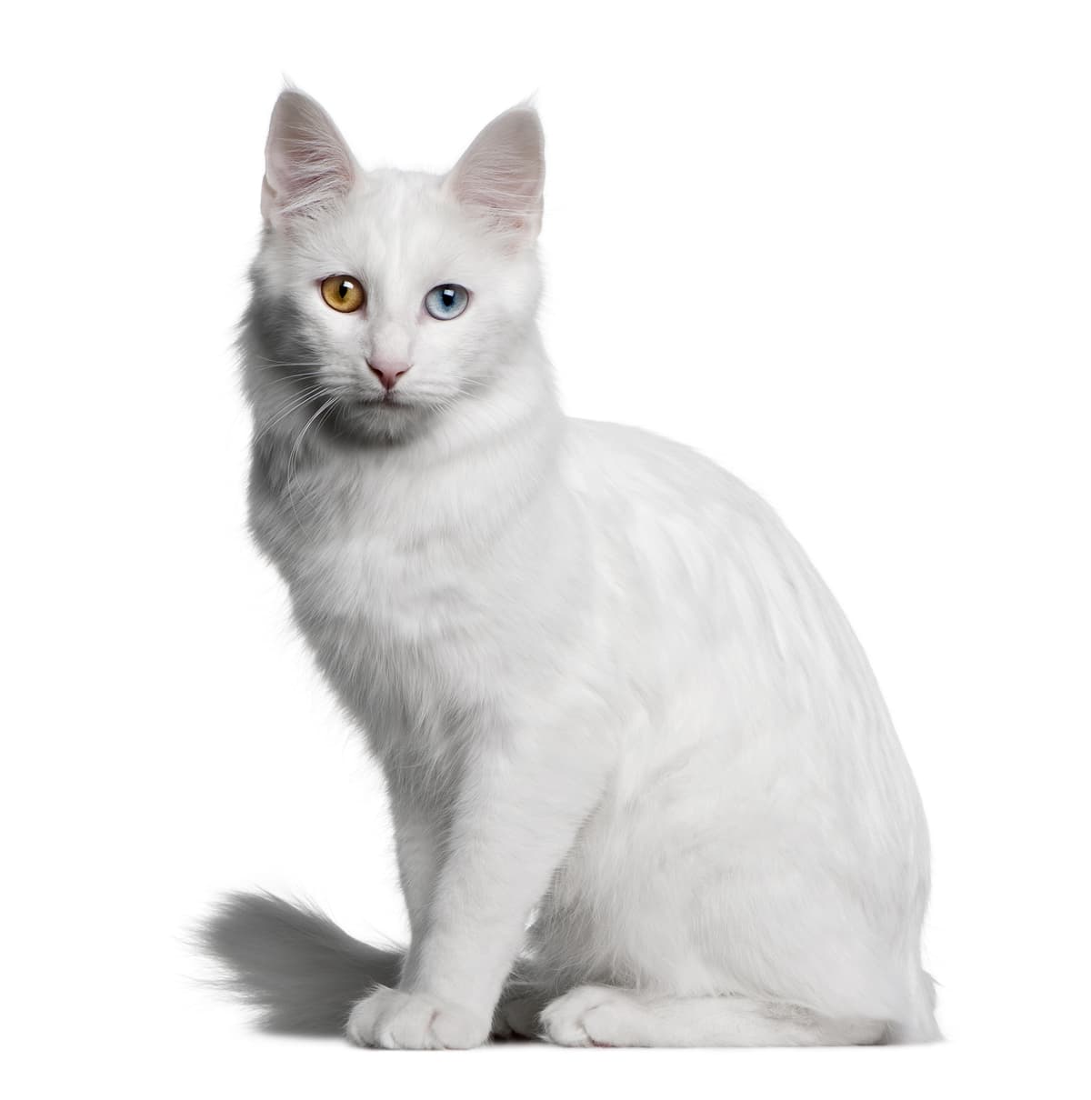 Turkse Angora