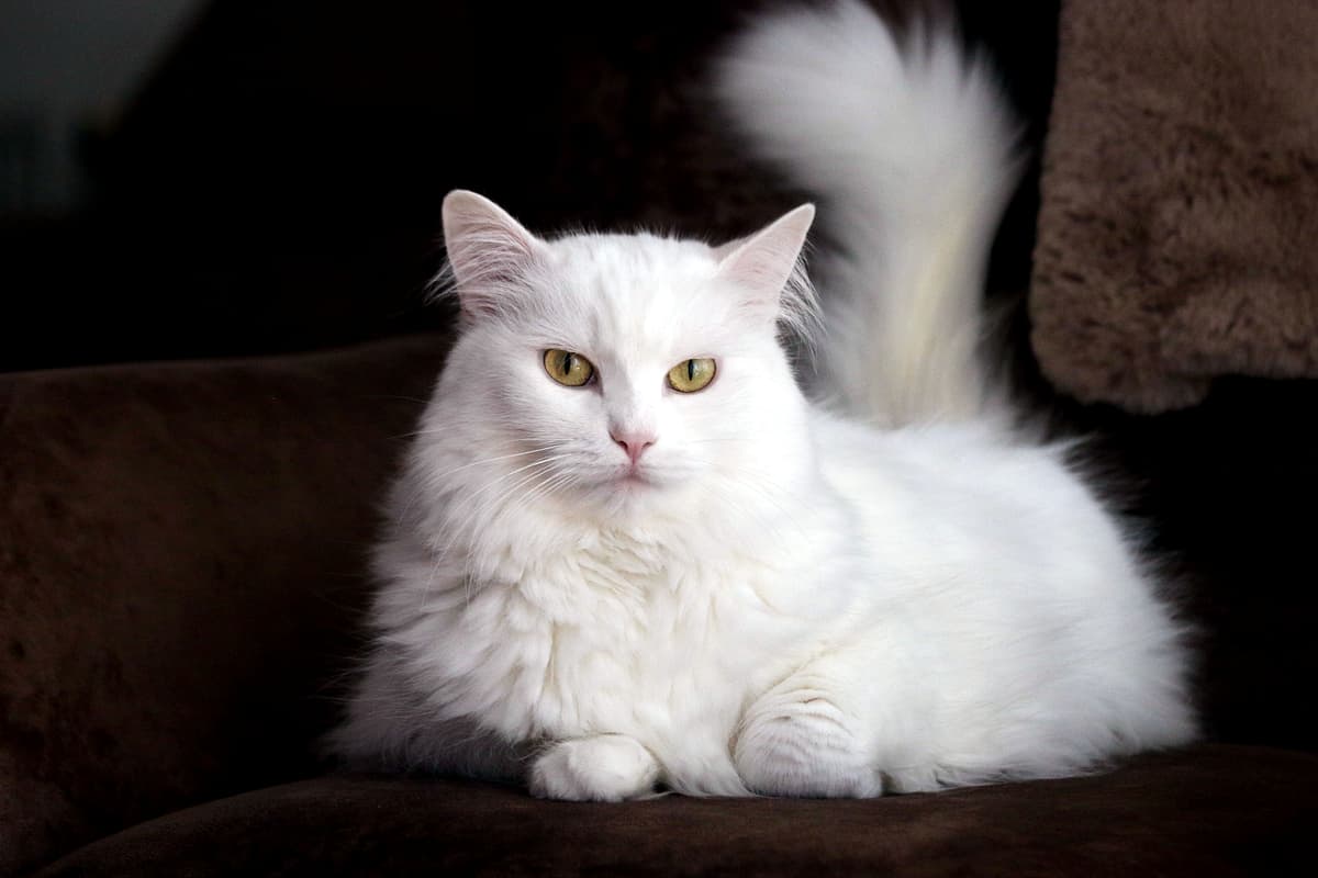 Turkse Angora playing