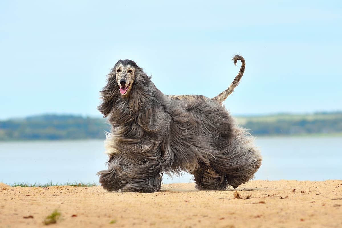 Afghaanse Windhond