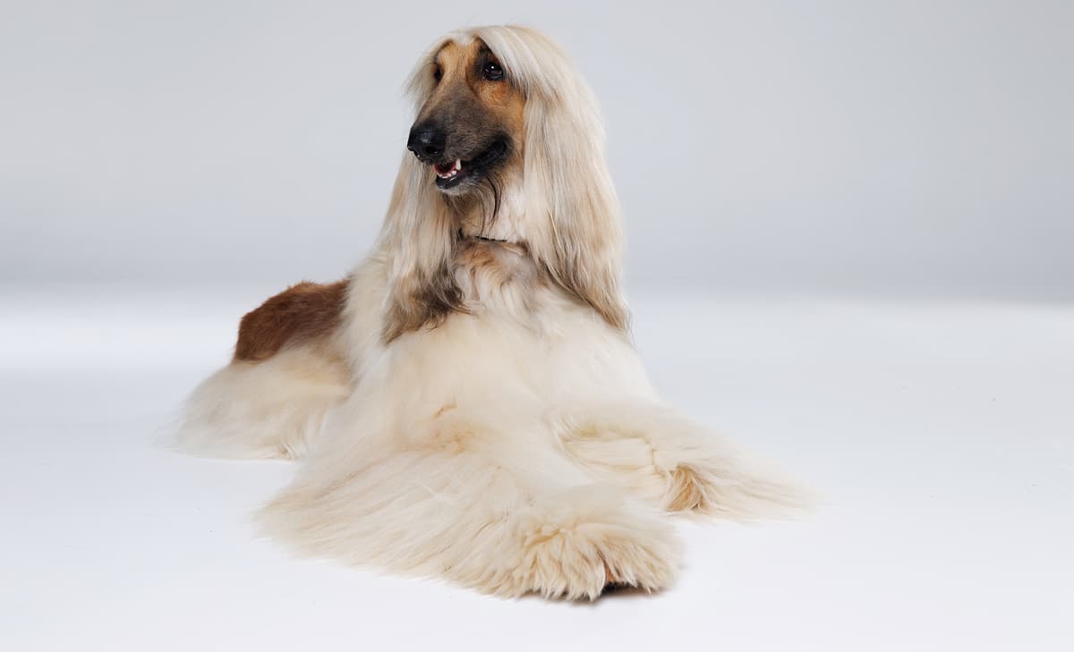 Afghaanse Windhond
