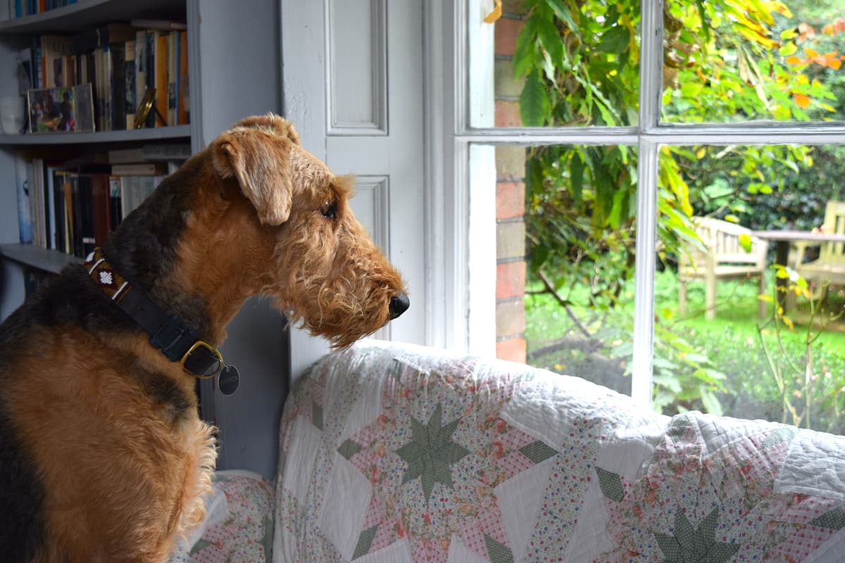 Airedale Terrier playing