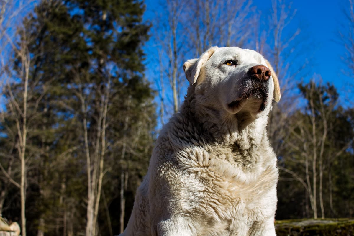 Akbash (Turkish Shepherd)