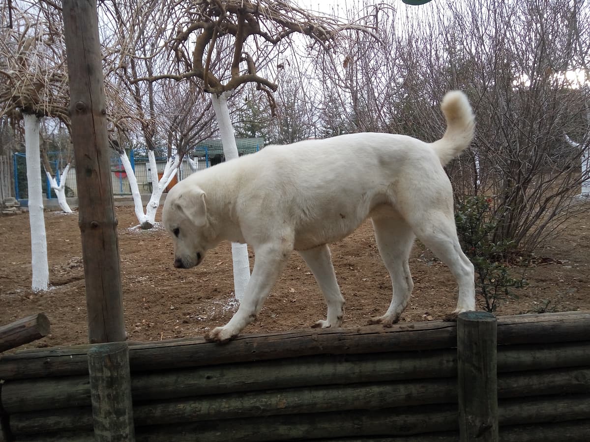 Akbash (Turkish Shepherd) playing