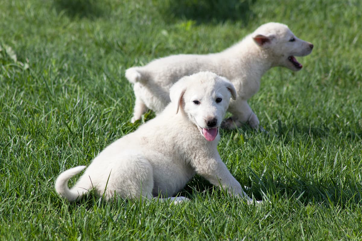 Akbash (Turkish Shepherd) with family
