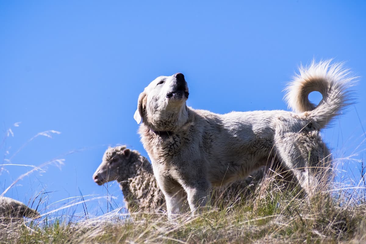 Akbash (Turkish Shepherd)