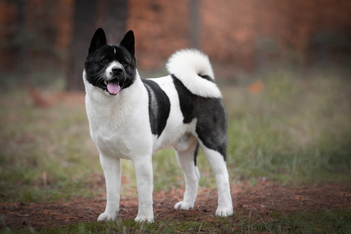 Akita playing