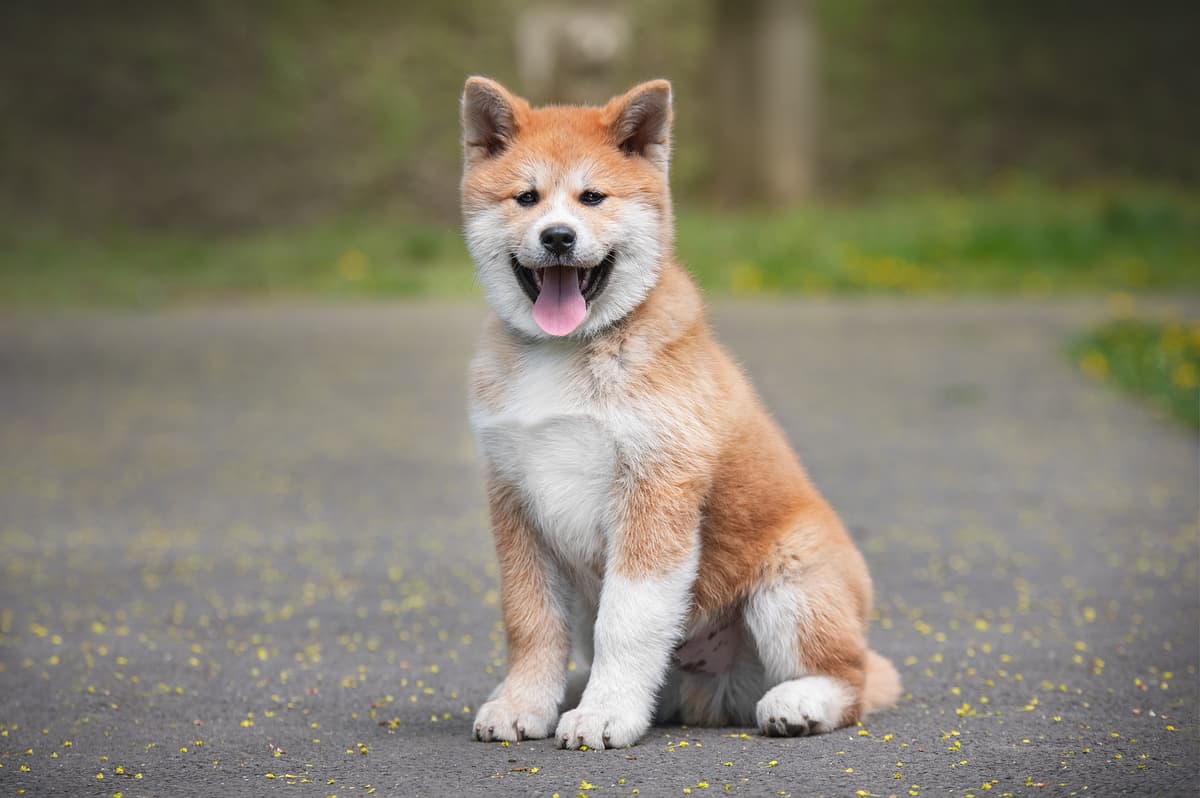 Akita