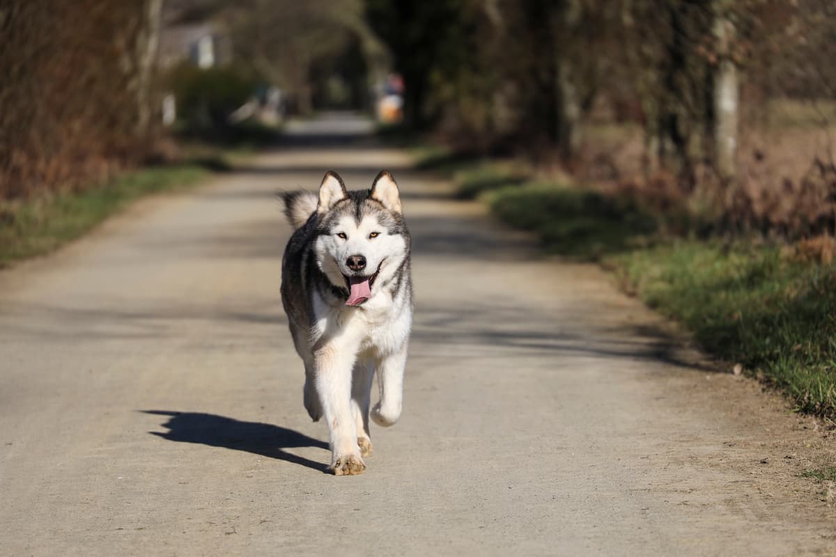 Alaskan Malamute