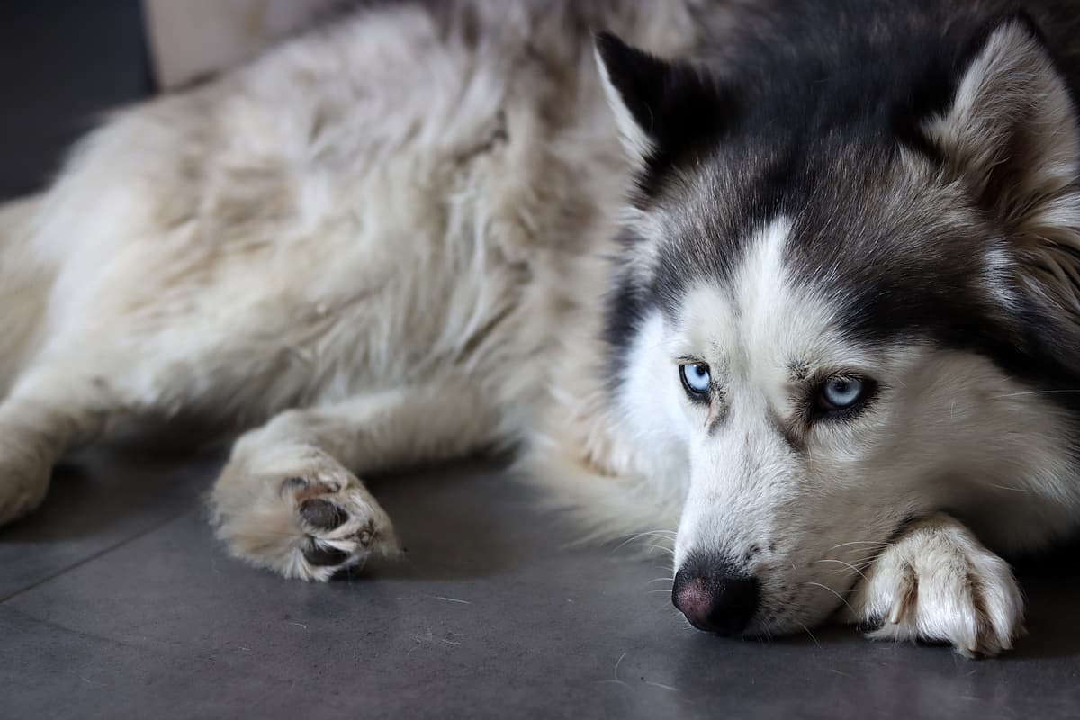 Alaskan Malamute playing