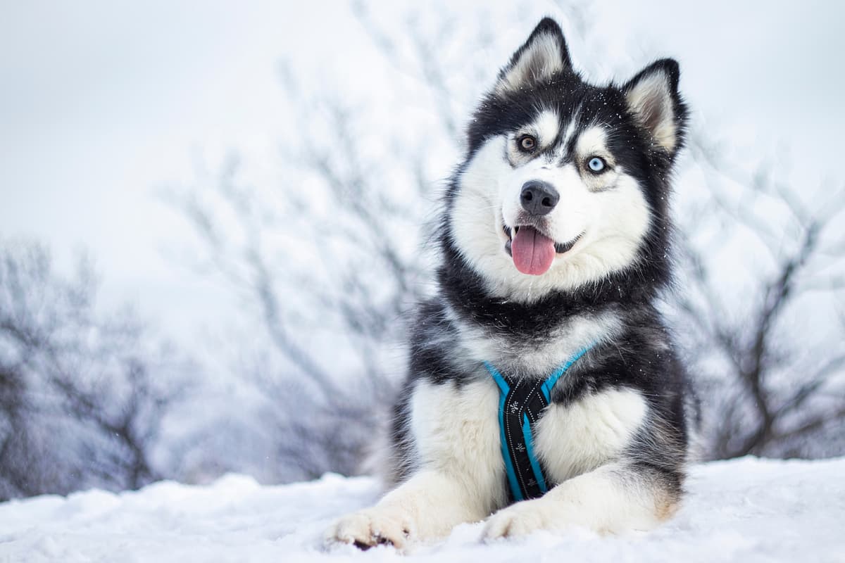 Alaskan Malamute with family