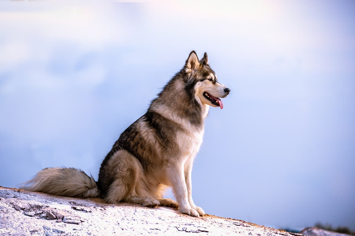 Alaskan Malamute