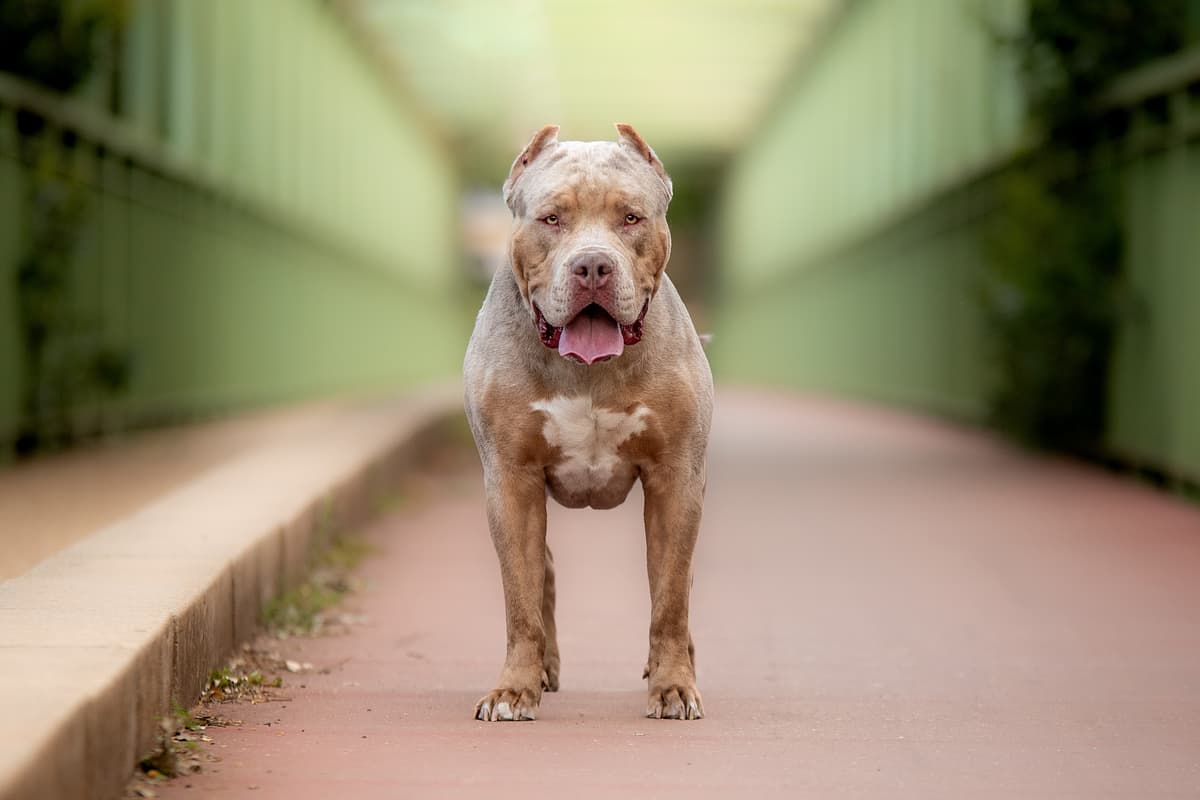 American Bully