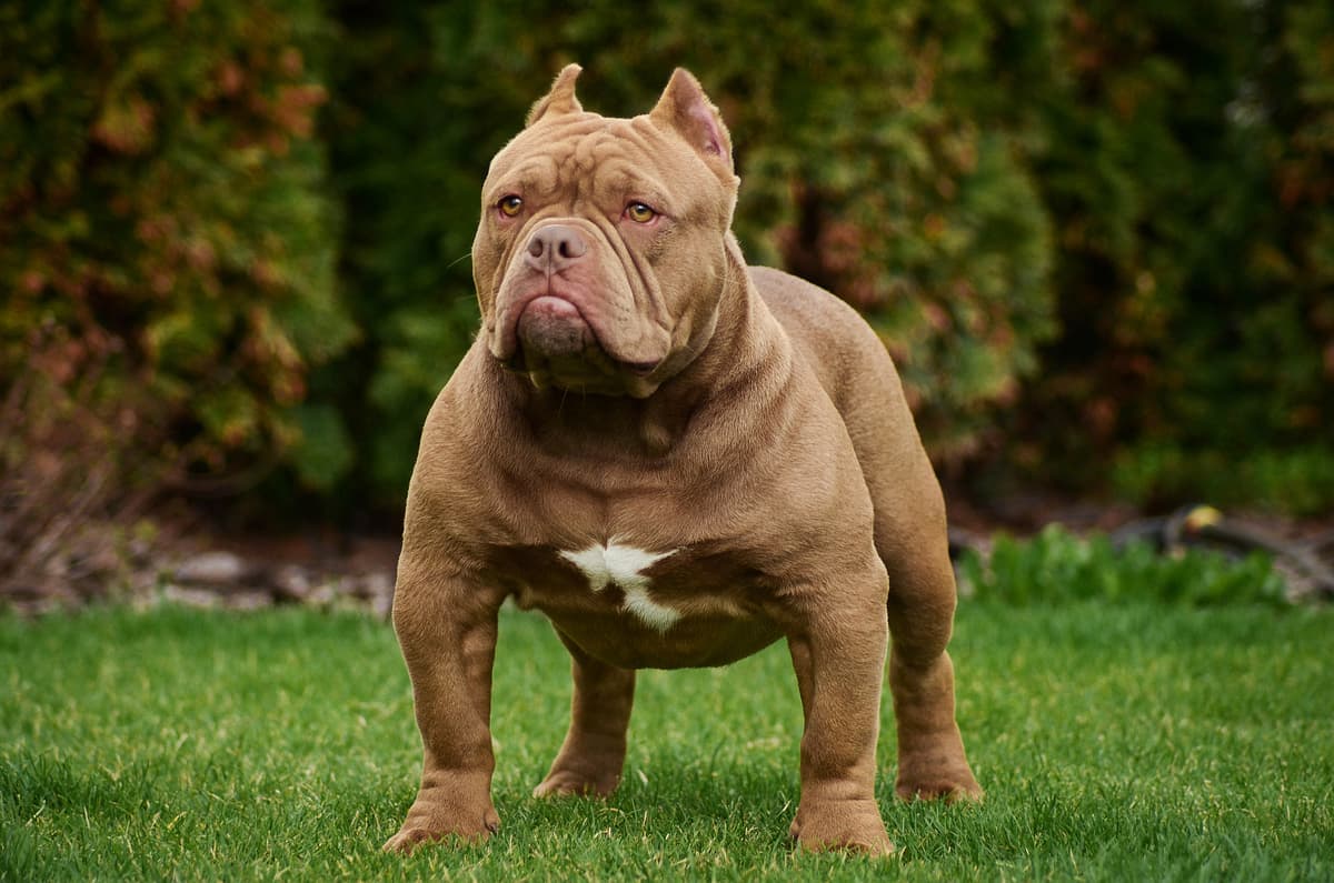 American Bully playing
