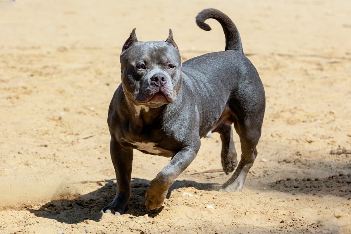 American Bully with family