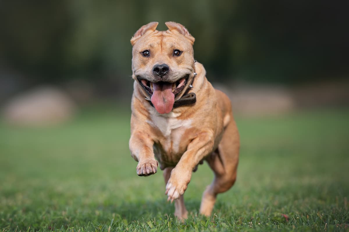 American Staffordshire Terrier