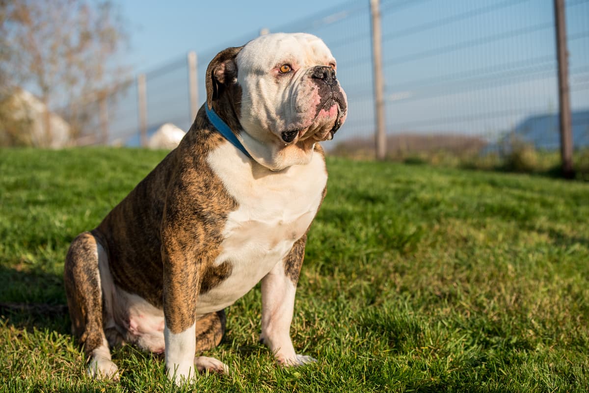 Amerikaanse Bulldog playing