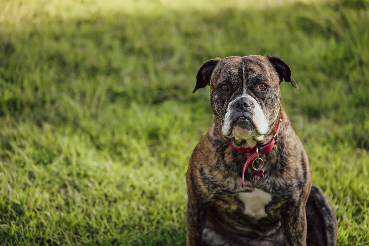 Amerikaanse Bulldog with family
