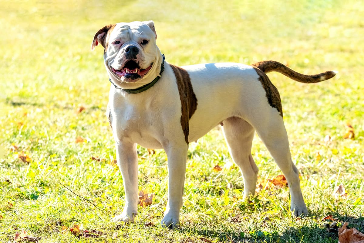 Amerikaanse Bulldog