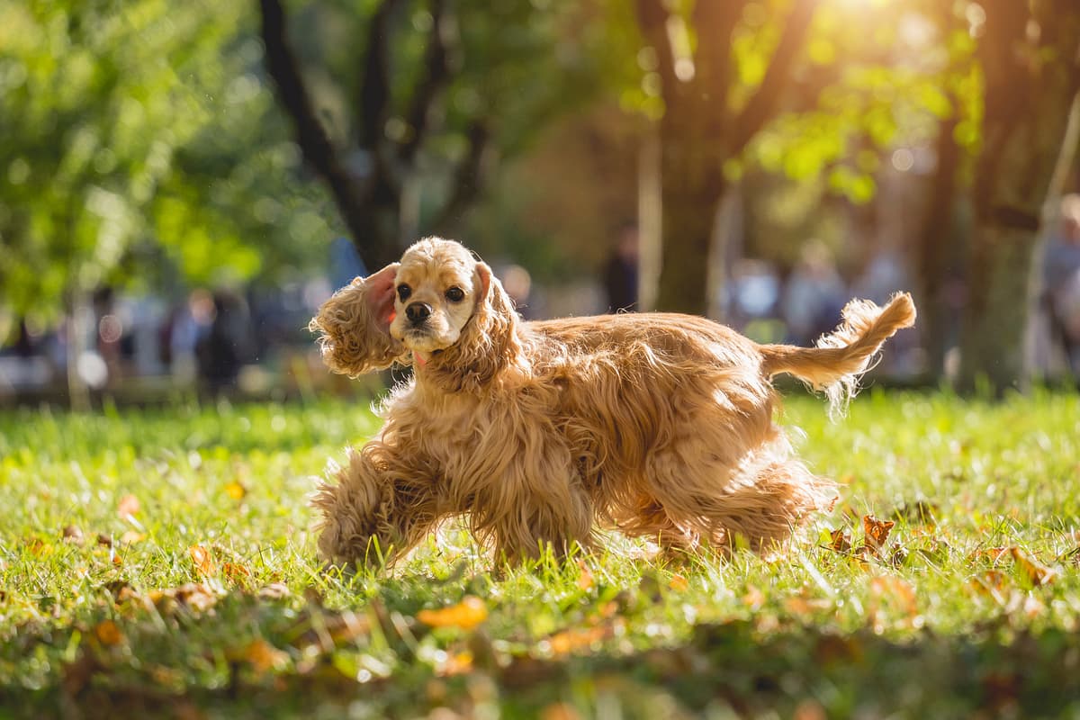 Amerikaanse Cocker Spaniel playing