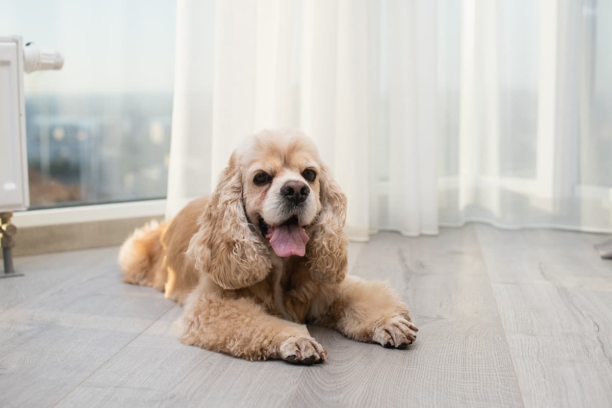 Amerikaanse Cocker Spaniel with family
