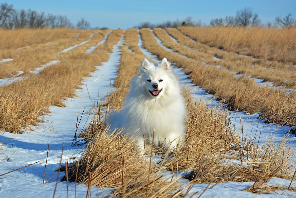Amerikaanse Eskimohond playing