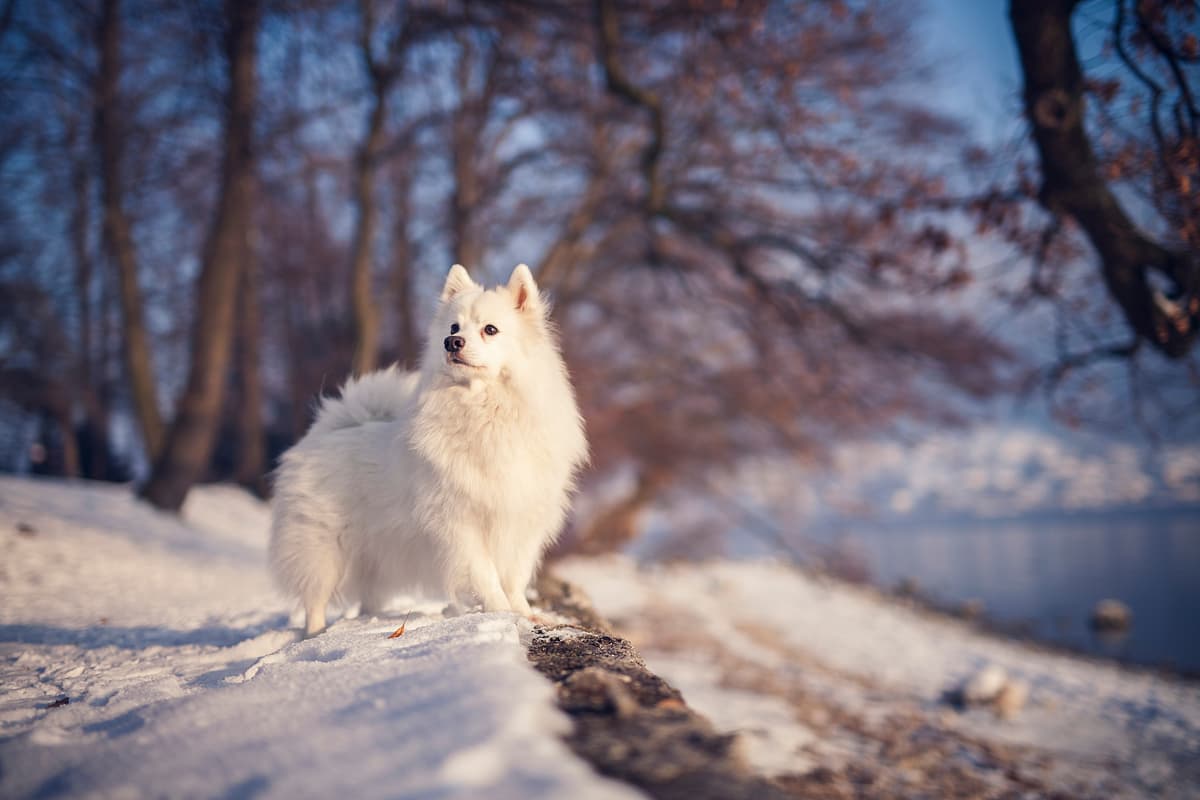 Amerikaanse Eskimohond with family