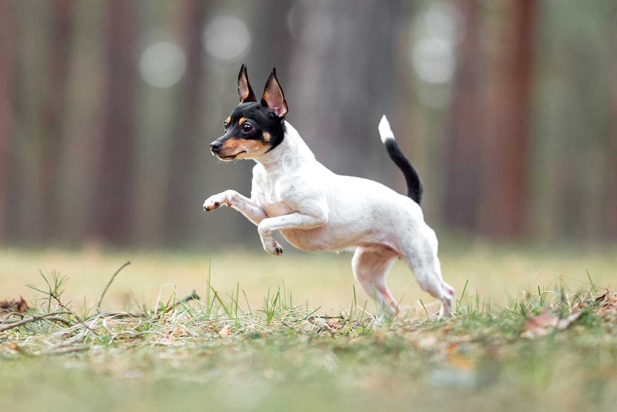 Amerikaanse ToyTerrier