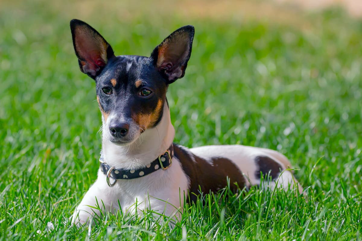 Amerikaanse ToyTerrier playing