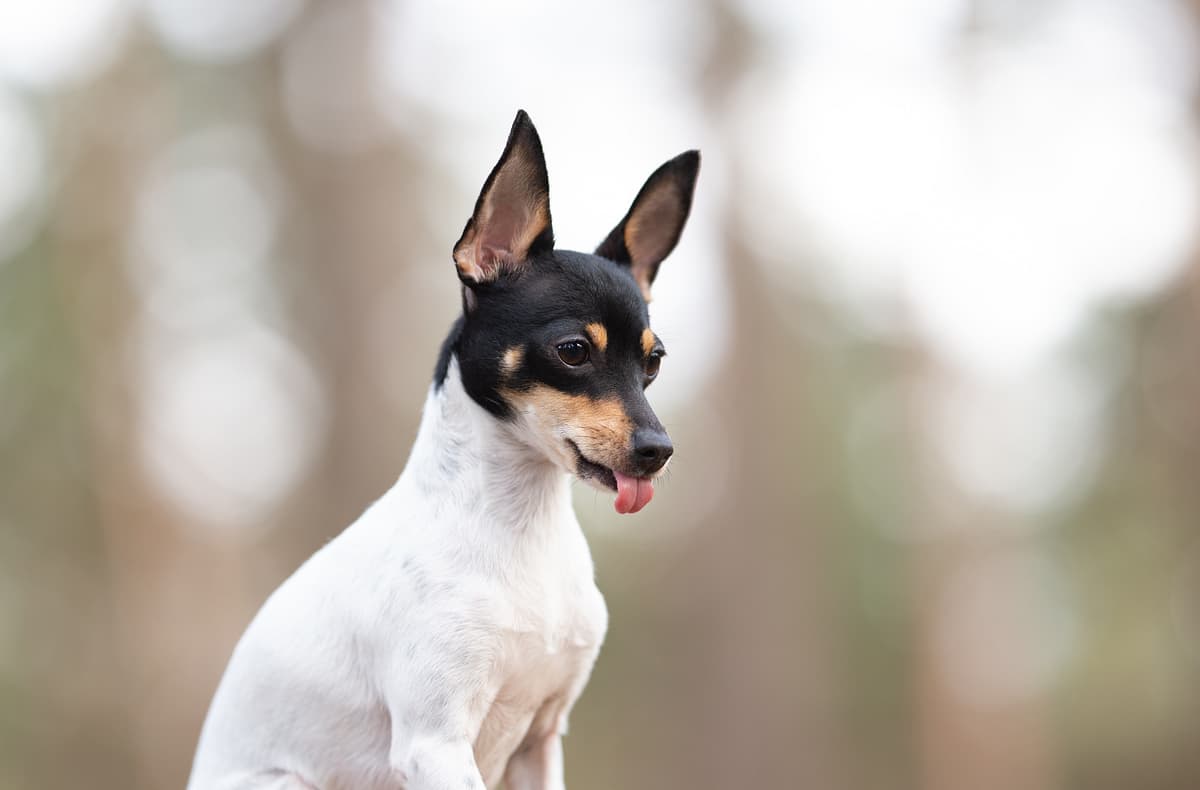 Amerikaanse ToyTerrier with family