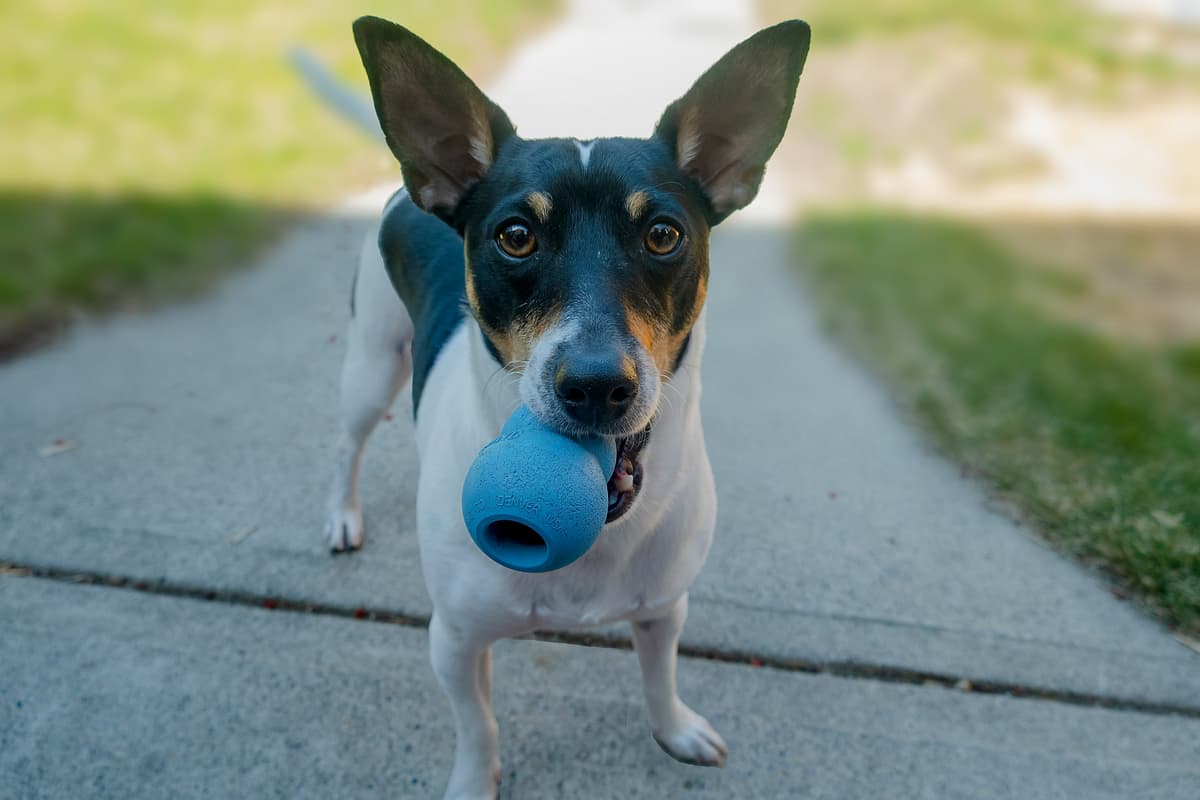 Amerikaanse ToyTerrier