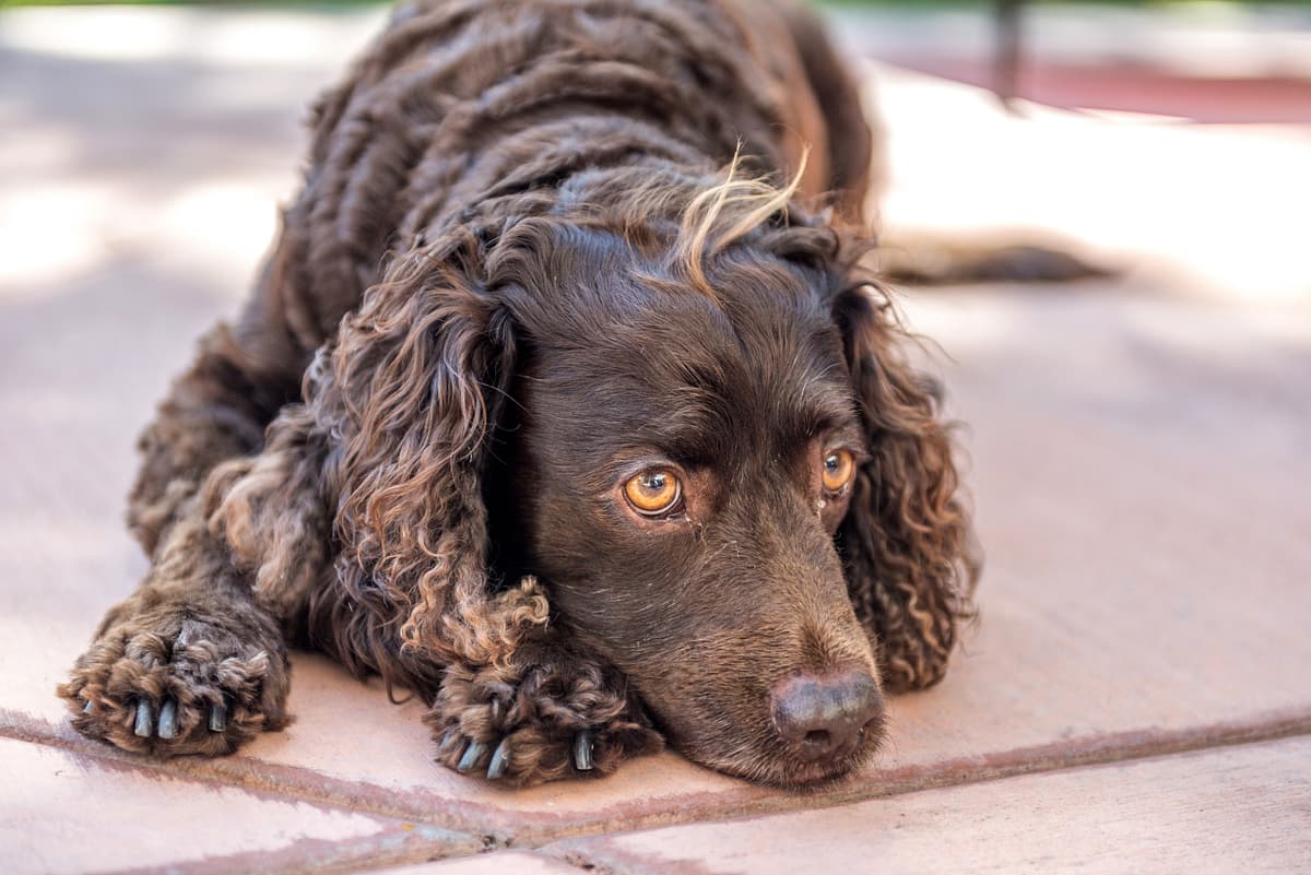 Amerikaanse Waterspaniel