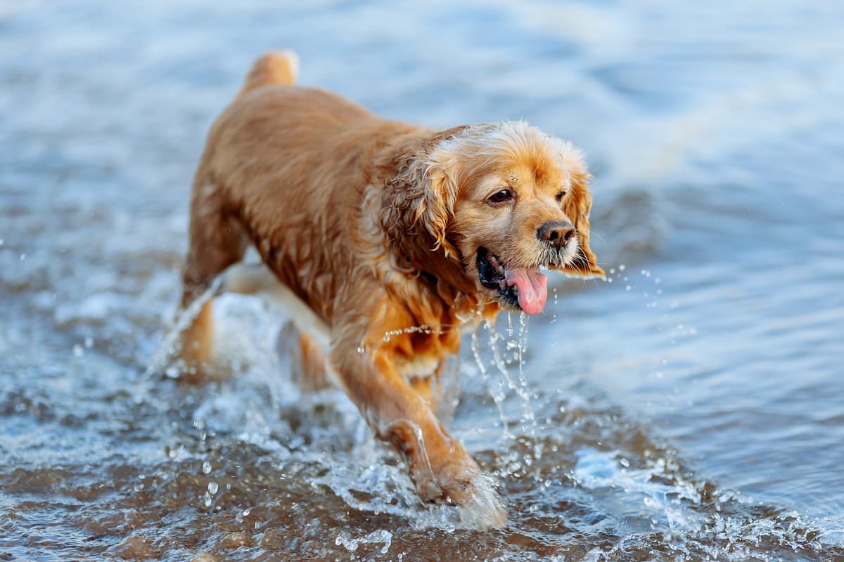 Amerikaanse Waterspaniel playing