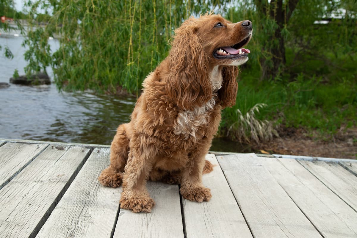 Amerikaanse Waterspaniel with family