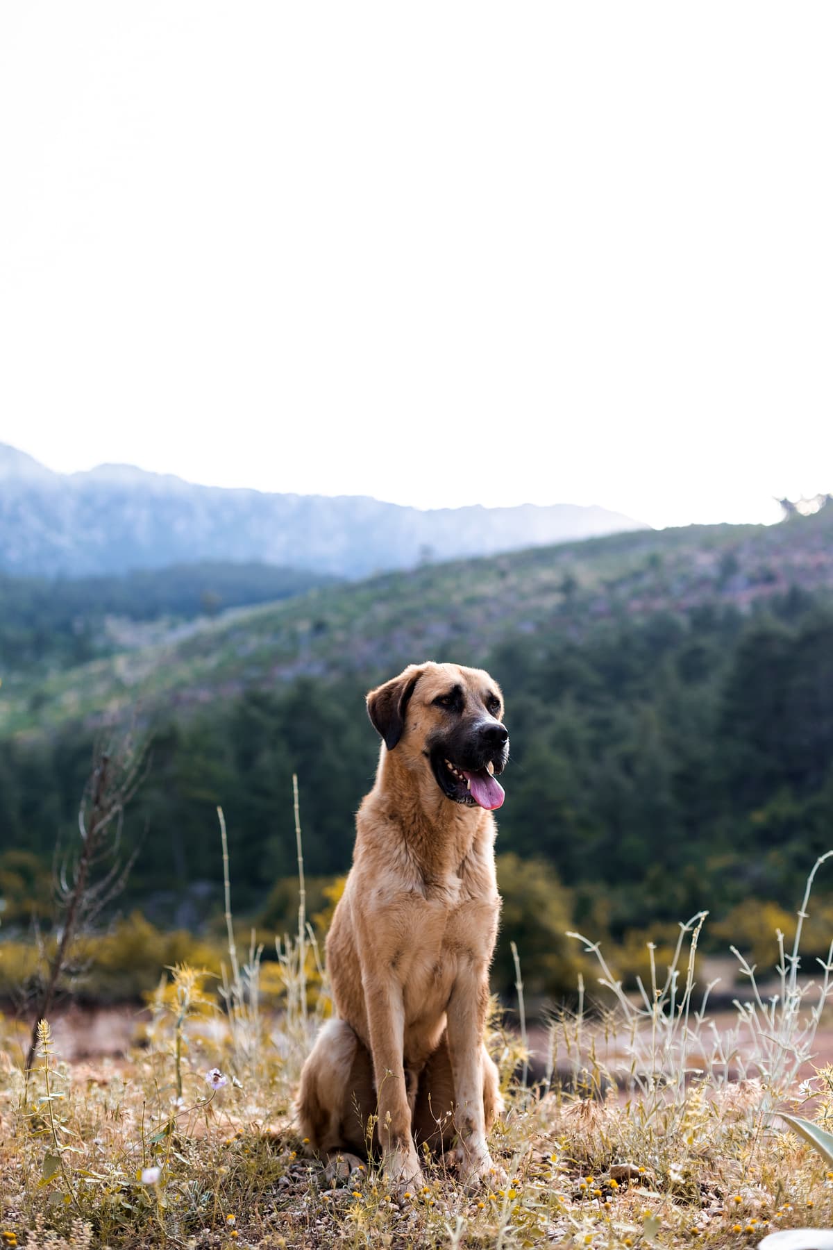 Anatolische Herder playing